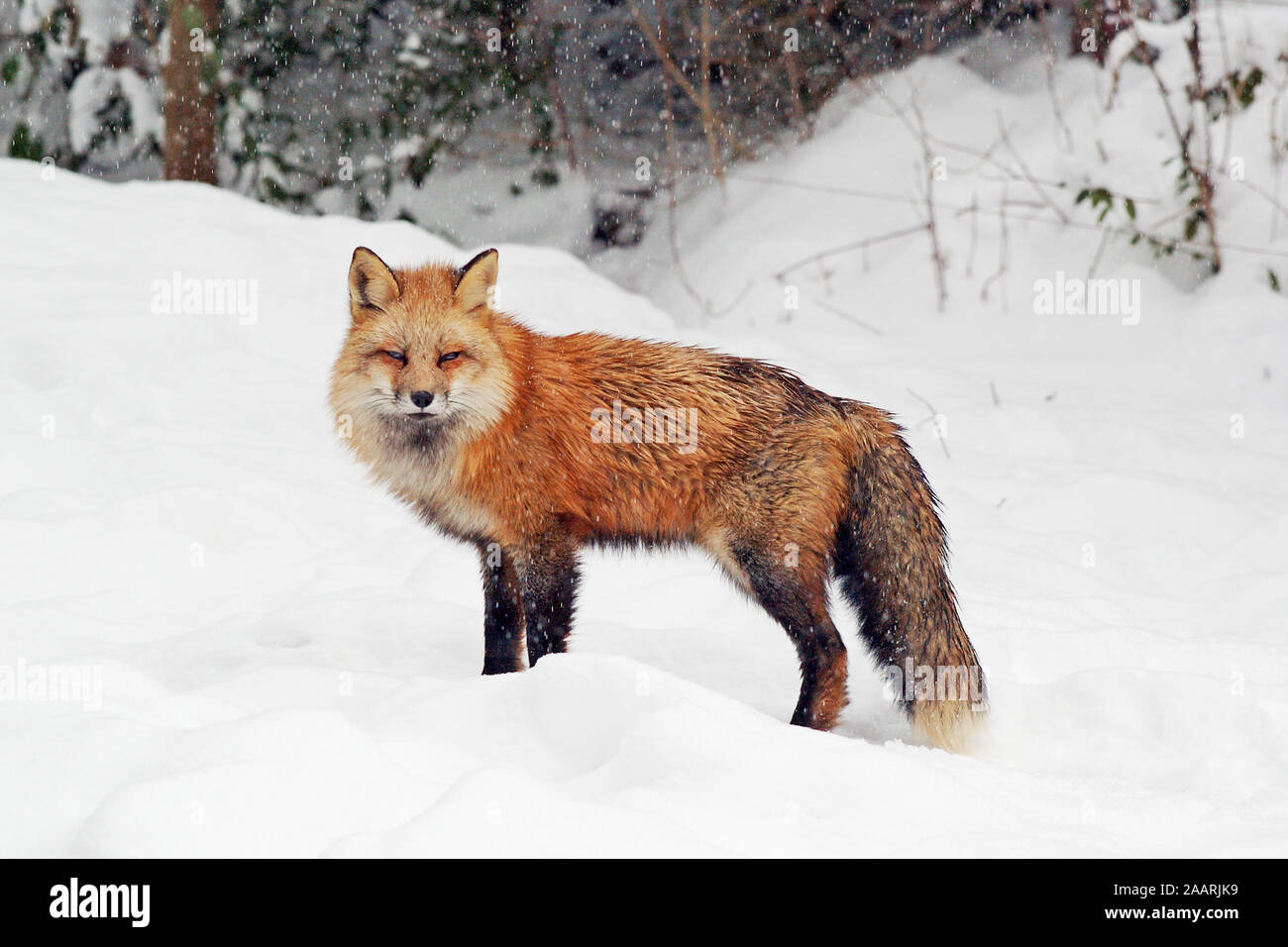 Rotfuchs (Vulpes vulpes vulpes) Red Fox ï Baden Wuerttemberg; Deutschland, Germania Foto Stock