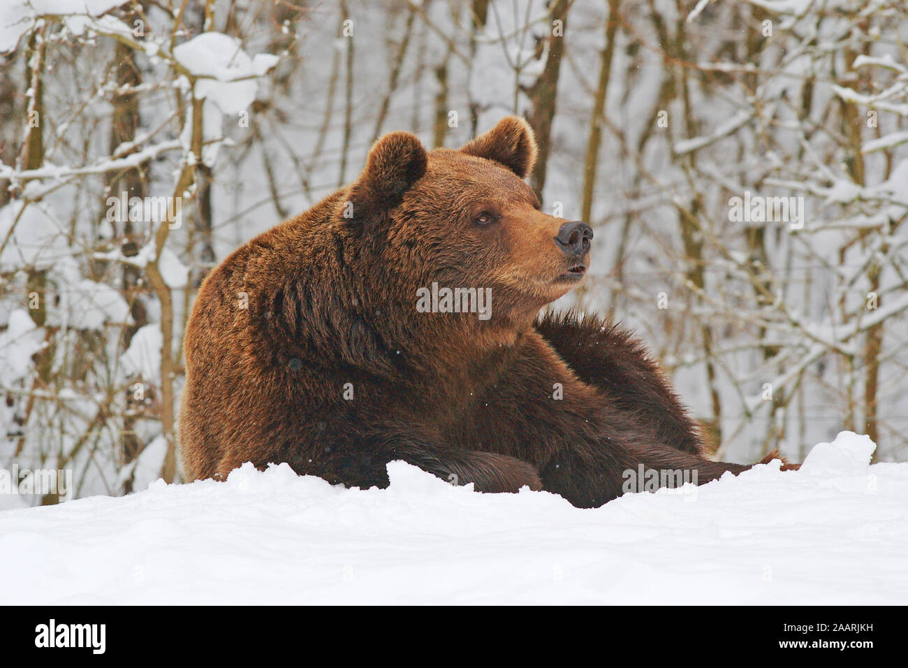 Braunb‰r (Ursus arctos) orso bruno ï Baden Wuerttemberg; Deutschland, Germania Foto Stock