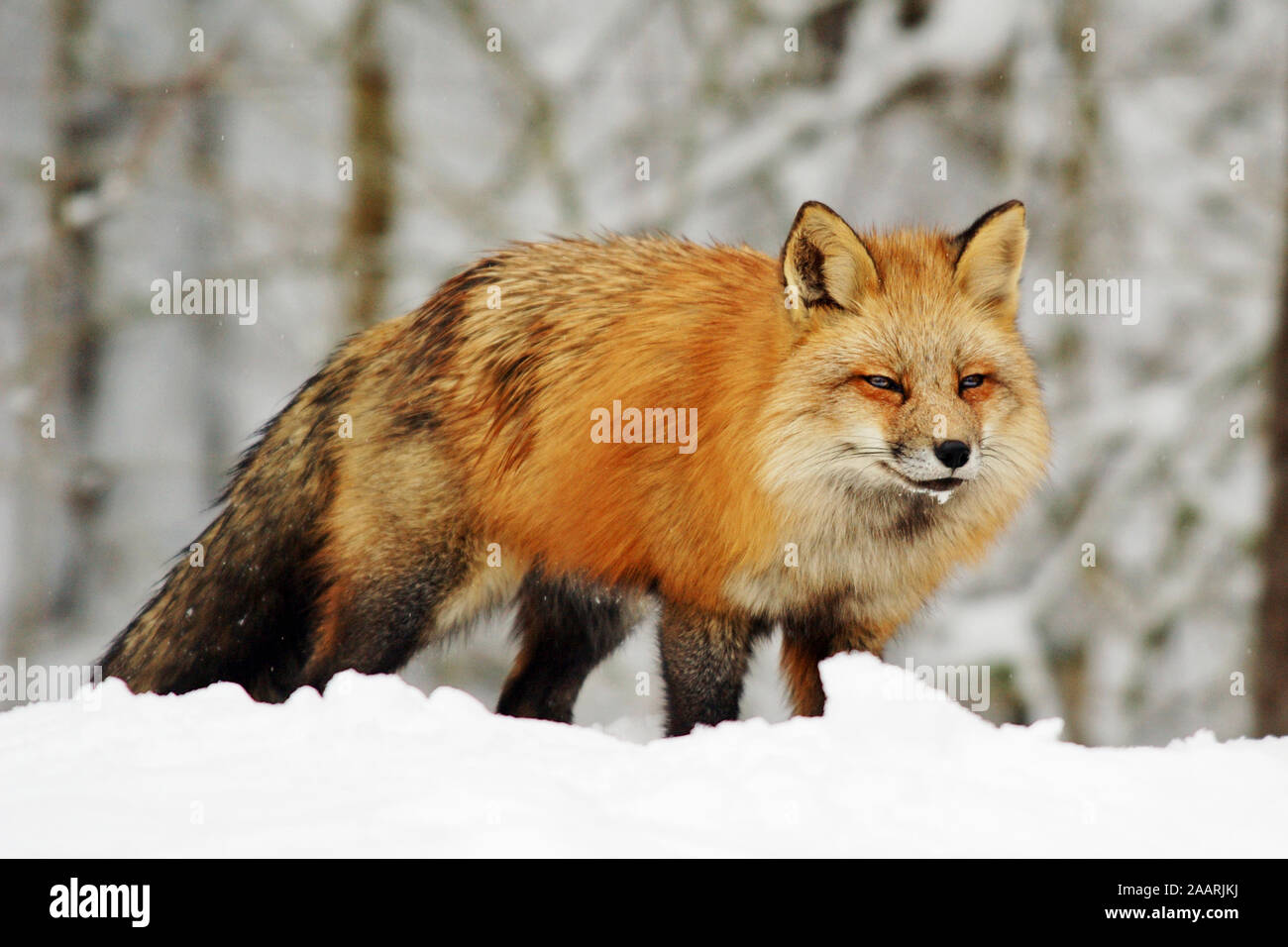 Rotfuchs (Vulpes vulpes vulpes) Red Fox ï Baden Wuerttemberg; Deutschland, Germania Foto Stock