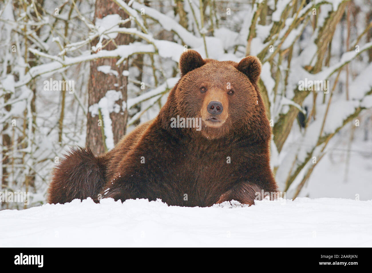 Braunb‰r (Ursus arctos) orso bruno ï Baden Wuerttemberg; Deutschland, Germania Foto Stock