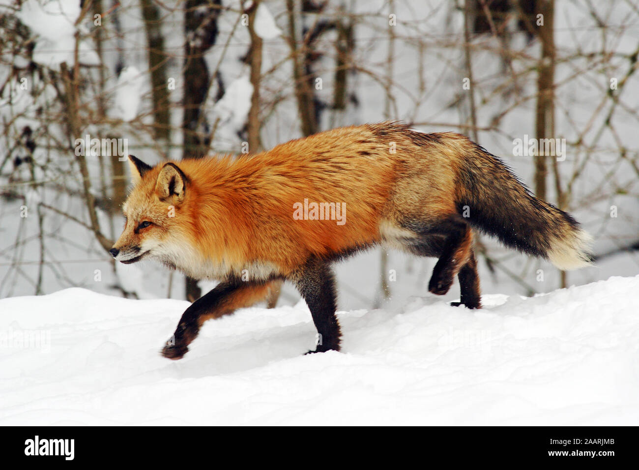 Rotfuchs (Vulpes vulpes vulpes) Red Fox ï Baden Wuerttemberg; Deutschland, Germania Foto Stock