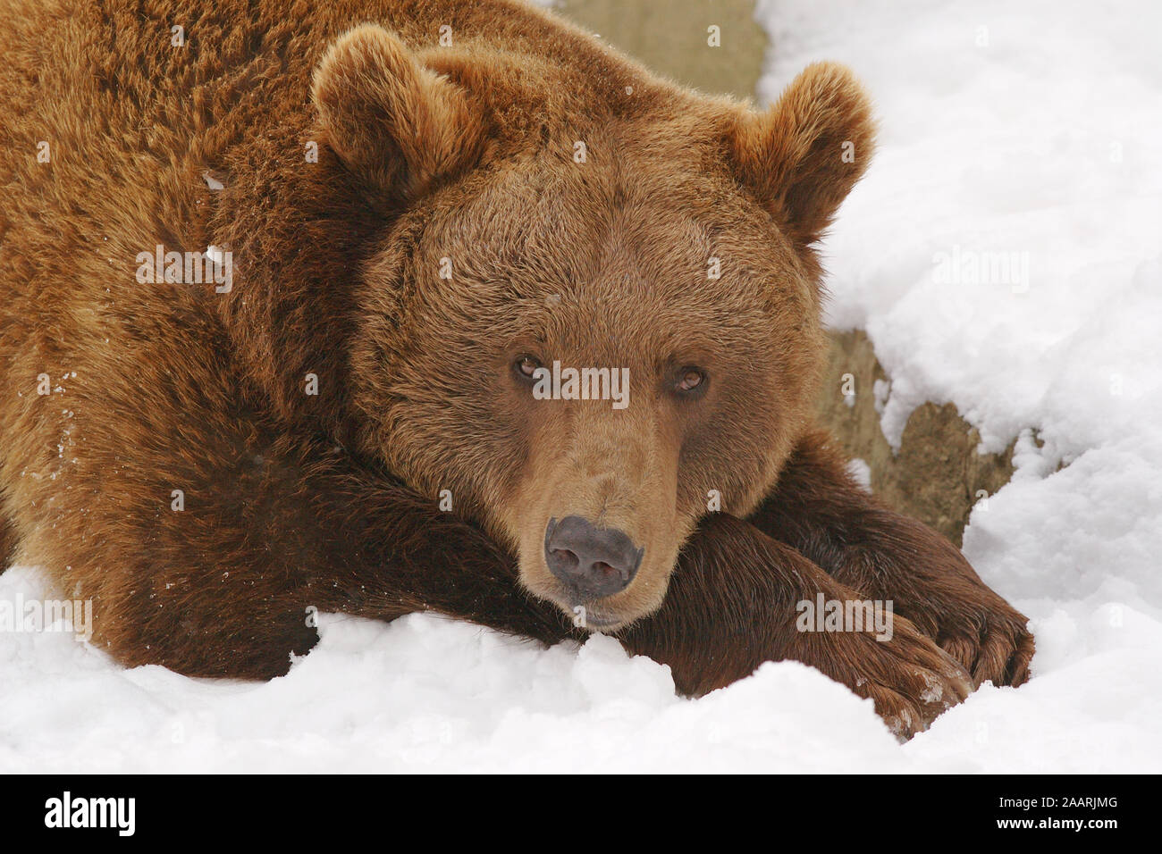 Braunb‰r (Ursus arctos) orso bruno ï Baden Wuerttemberg; Deutschland, Germania Foto Stock