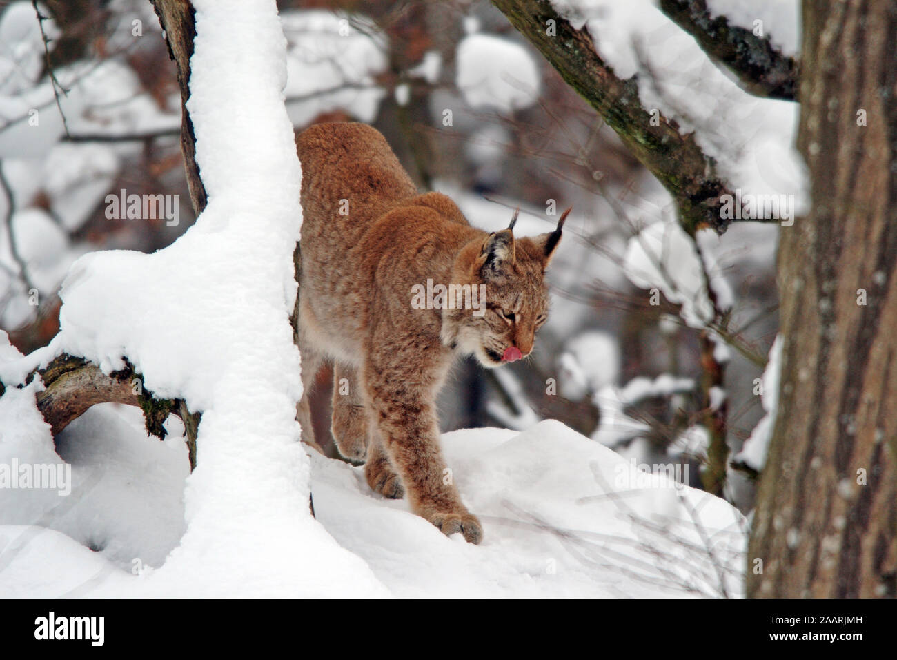 Europ‰ischer Luchs ( Felis lynx) Lince Europea ï Baden-Wuerttemberg, Deutschland, Germania Foto Stock