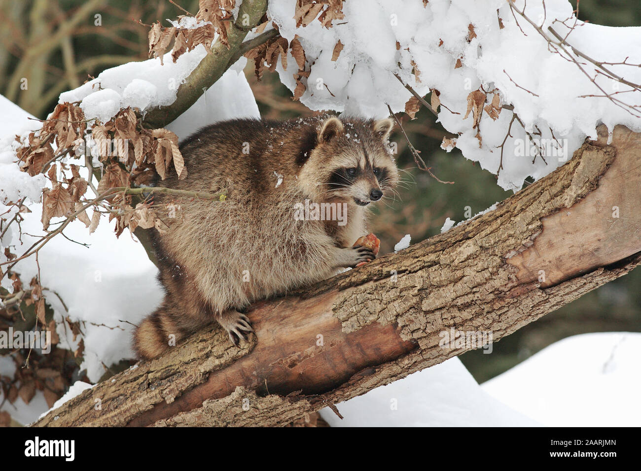 Waschb‰r, (Procione lotor), raccoon, Baden-Wuerttemberg, Deutschland Foto Stock