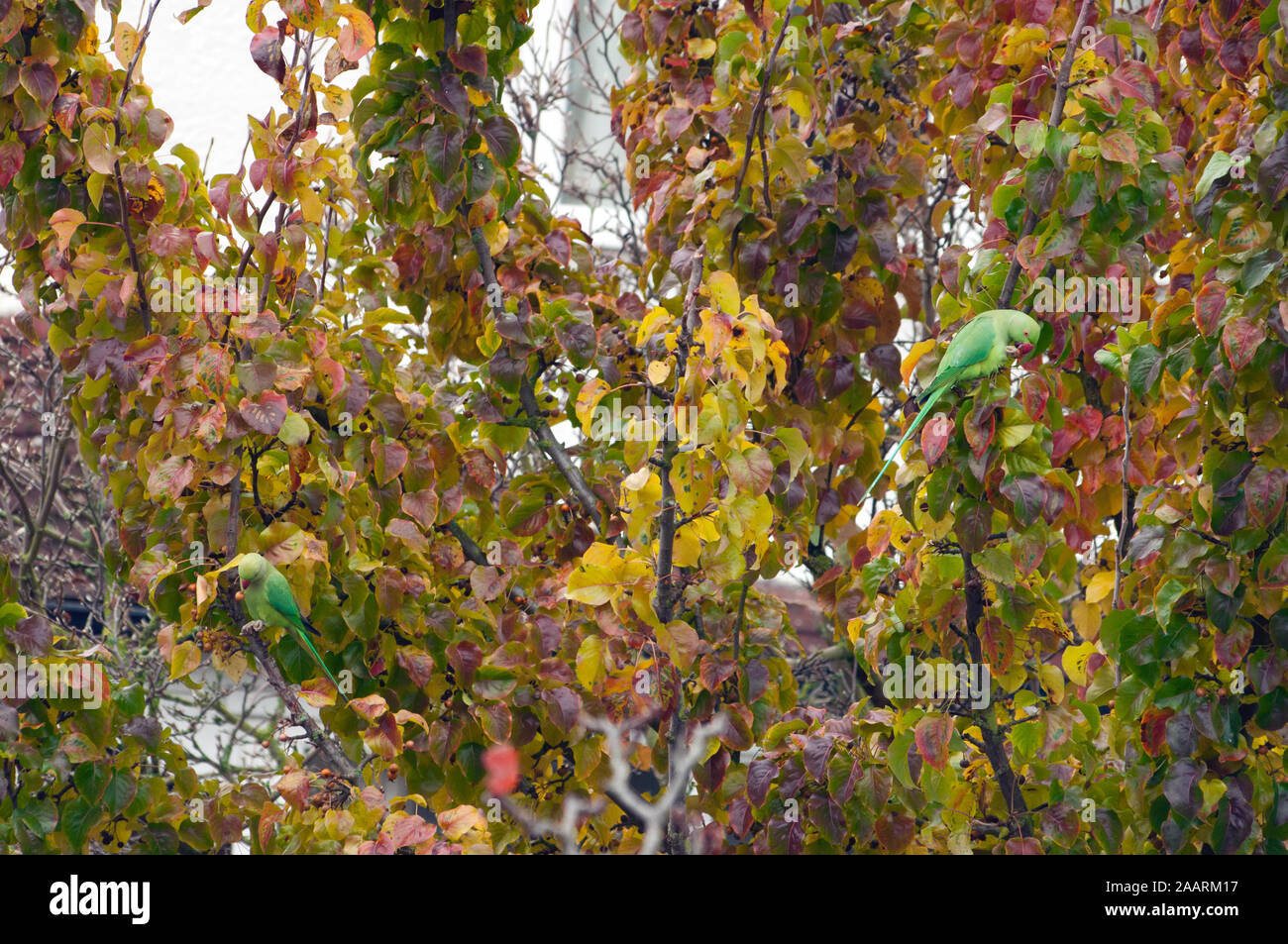 Due rose-inanellati cocorite (Psittacula krameri) mangiando su un ramo di un albero a Londra. La specie di pappagallo sono state vivendo liberamente in Londra dal Foto Stock