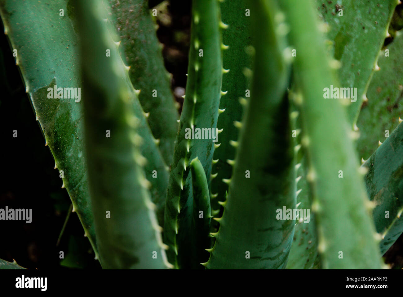 Dettaglio fotografia di alcune aloe vera piante verdi Foto Stock