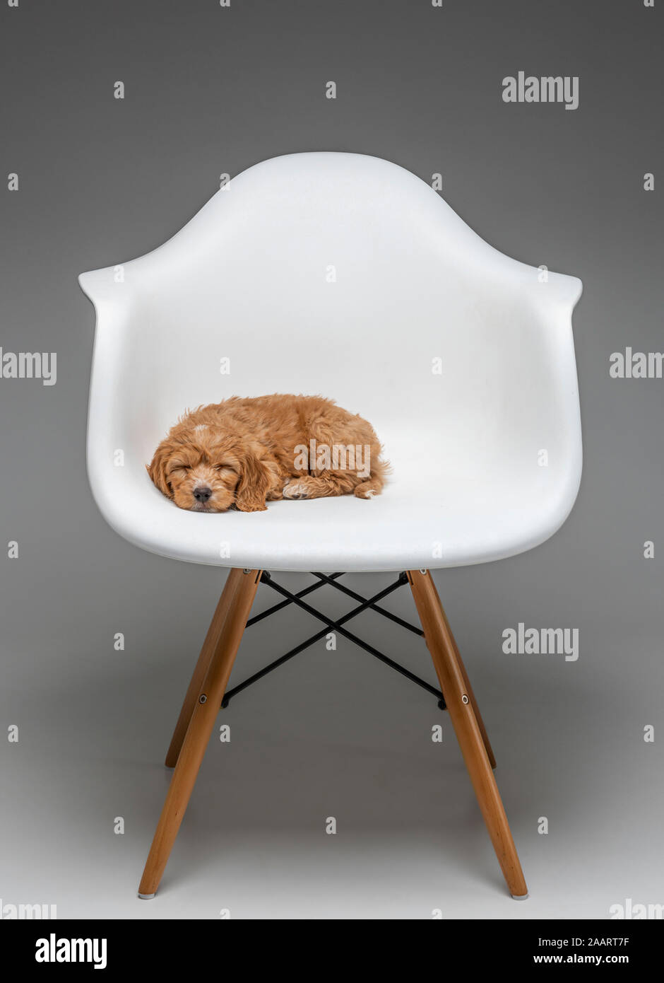 Cucciolo di Cockapoo albicocca addormentato in sedia Eames bianca. Foto Stock