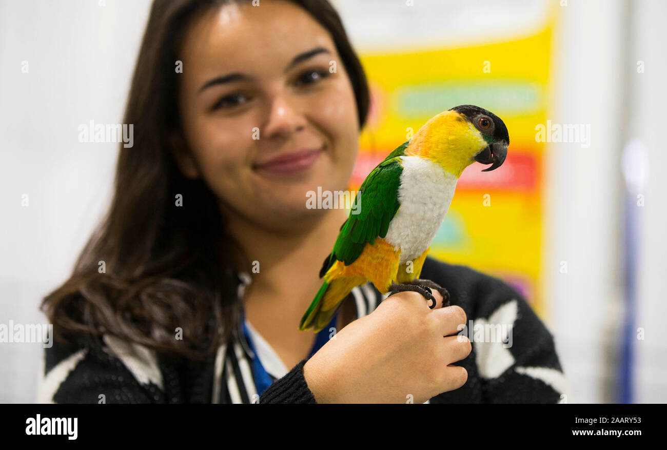 Toronto, Canada. 23 Nov, 2019. Una donna pone per le foto con un nero Amazzone nuca durante il 2019 Toronto Natale Pet Show a Toronto in Canada il 9 novembre 23, 2019. Come uno dei più grandi Natale pet mostra in Canada, l'evento di due giorni ha dato dei calci a fuori qui il sabato. Credito: Zou Zheng/Xinhua/Alamy Live News Foto Stock