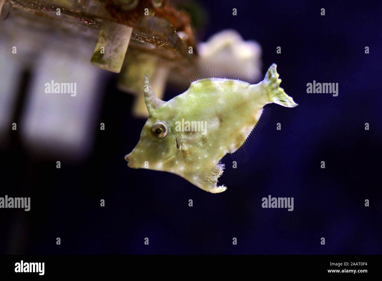 Coda di setole filefish - Acreichthys tomentosus Foto Stock