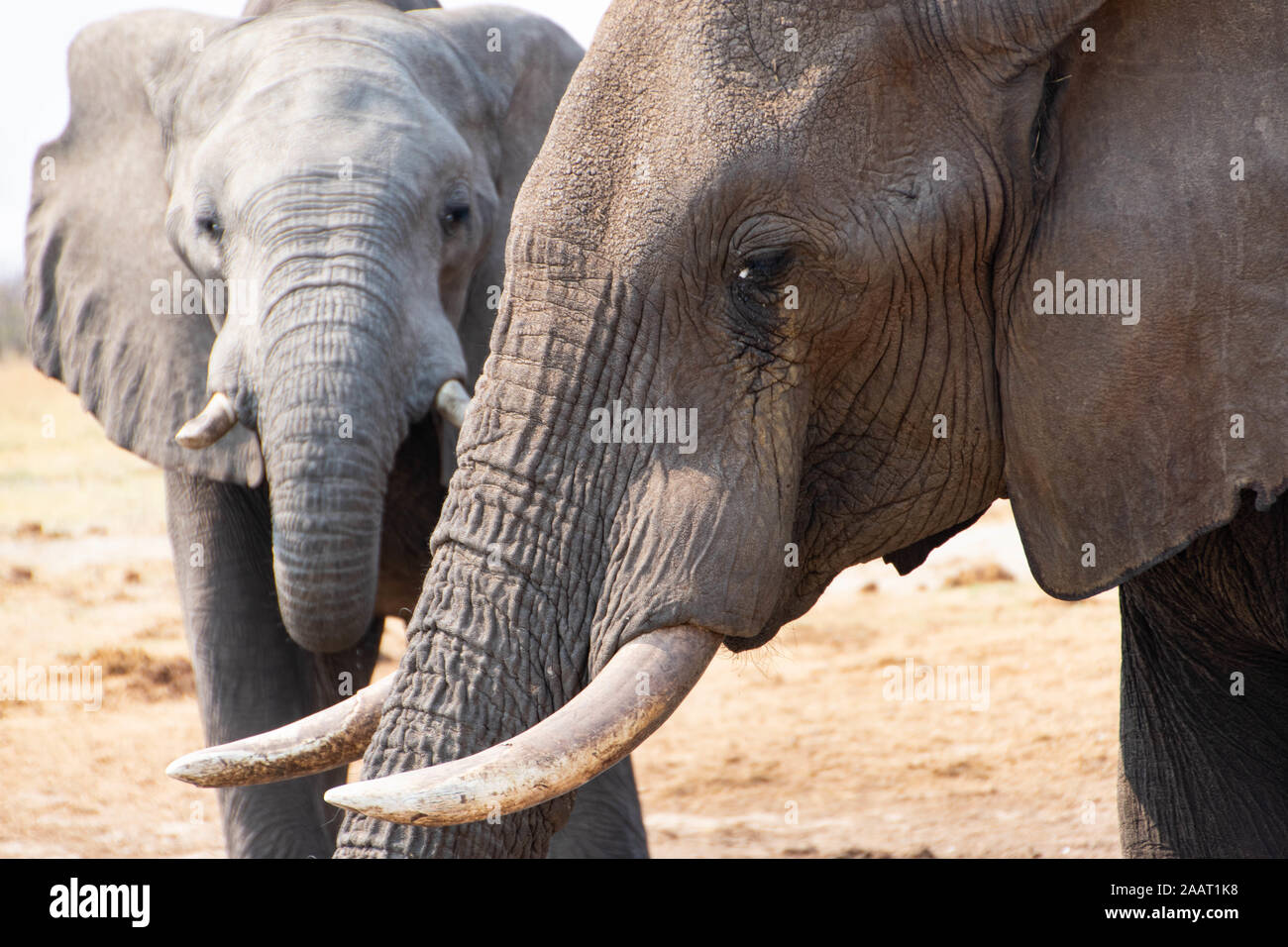 Due elefanti in un momento di relax a un foro di irrigazione nel Chobe National Park in Botswana Foto Stock