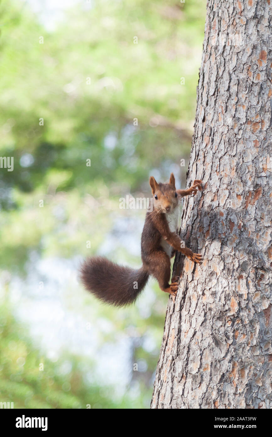 Red scoiattolo (Sciurus vulgaris) sul tronco di un pino nella foresta in Spagna, Europa Foto Stock