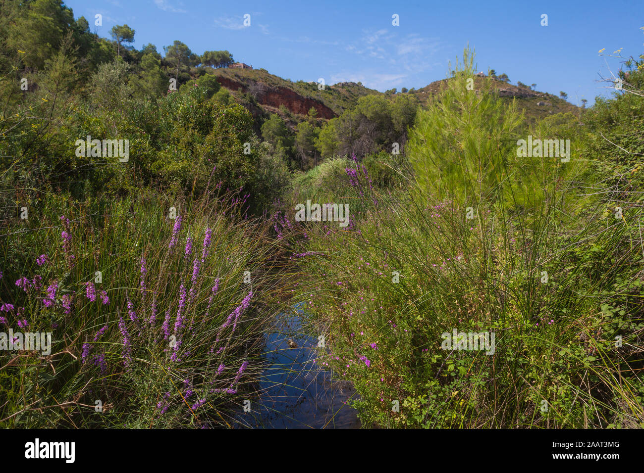 Creek tra vegetazione mediterranea con cespugli e piante di lavanda in campagna in Spagna, Europa Foto Stock