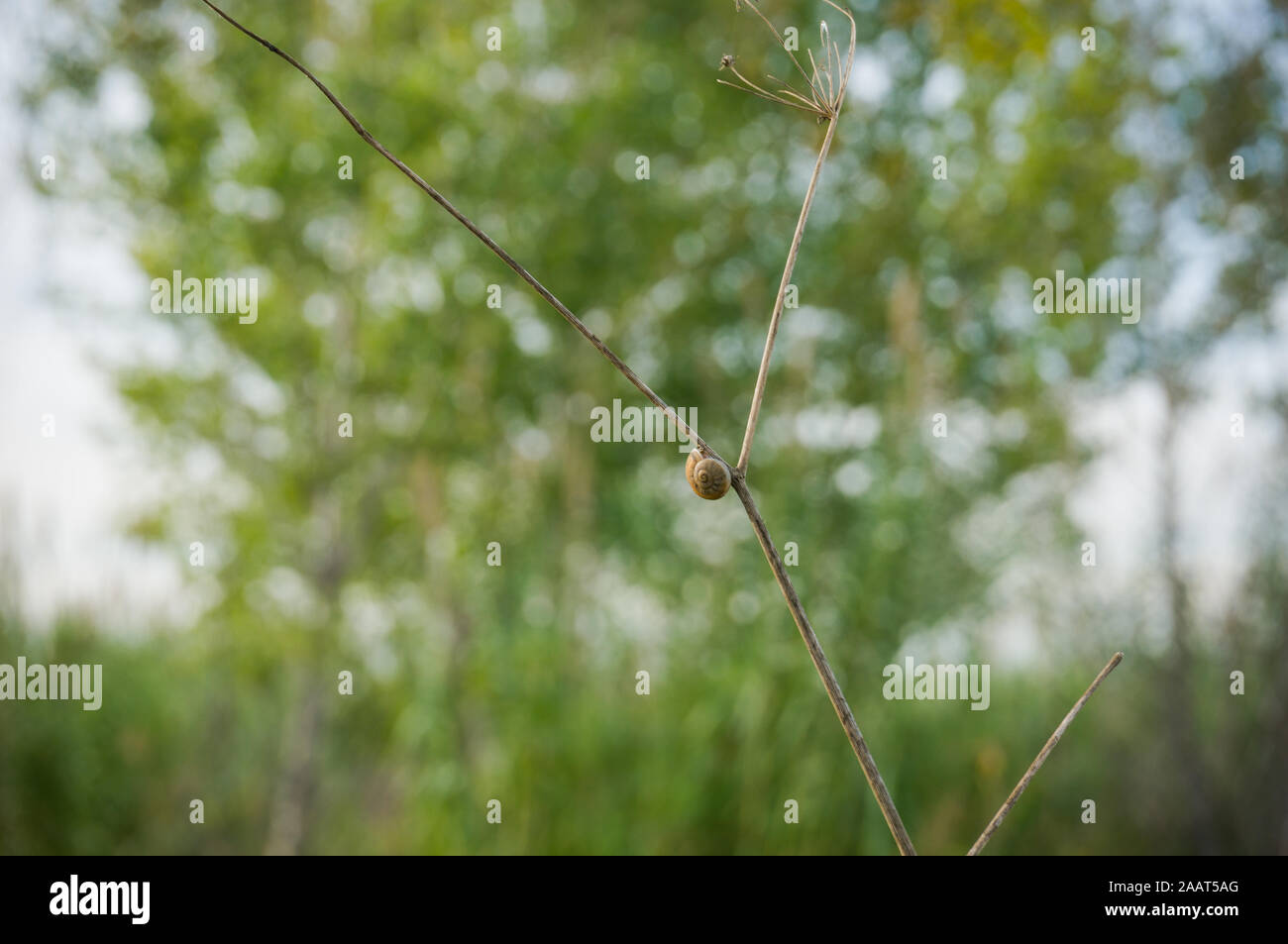 Solitario lumaca di piccole dimensioni su un ramo secco con verdi alberi sullo sfondo Foto Stock