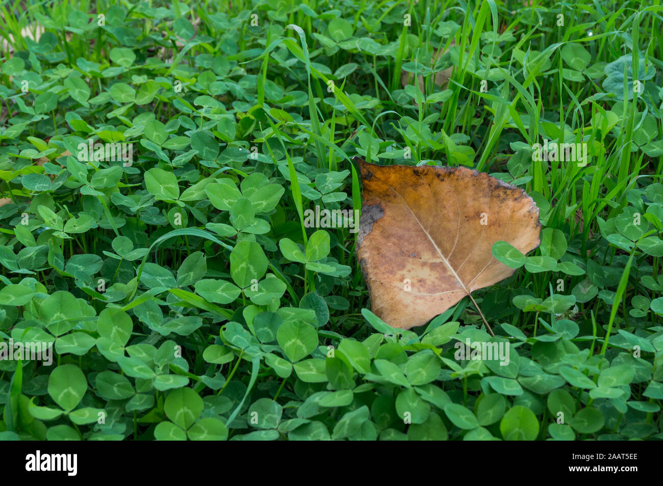 Foglia marrone sul verde quattro-foglia di trifoglio in autunno Foto Stock