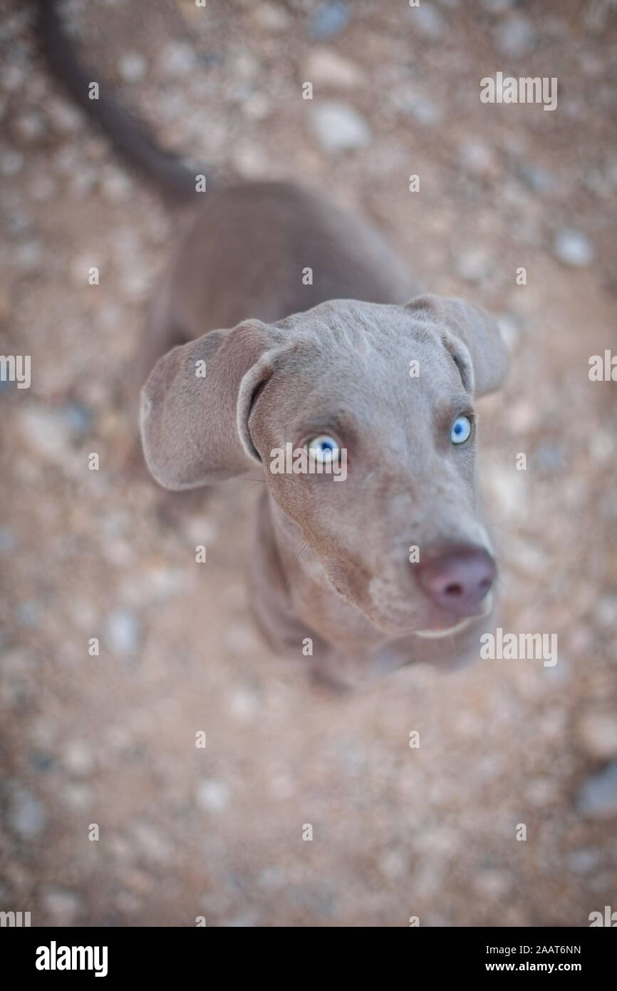 Braco cucciolo di razza con blue adorabili occhi guardando la fotocamera con sfondo unfocussed Foto Stock