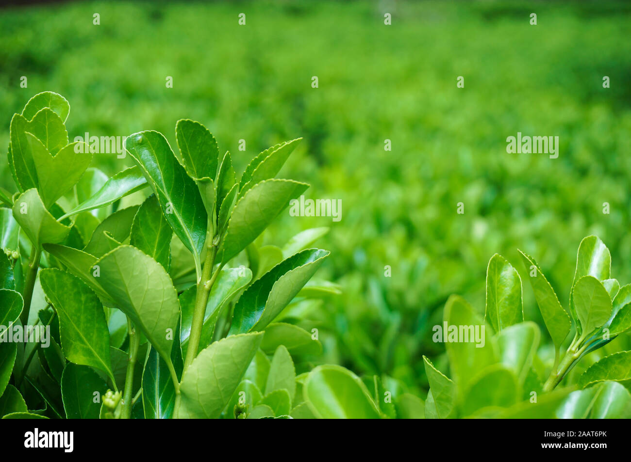 Il verde delle foglie di una pianta verde con sfondo non focalizzato sotto il sole Foto Stock
