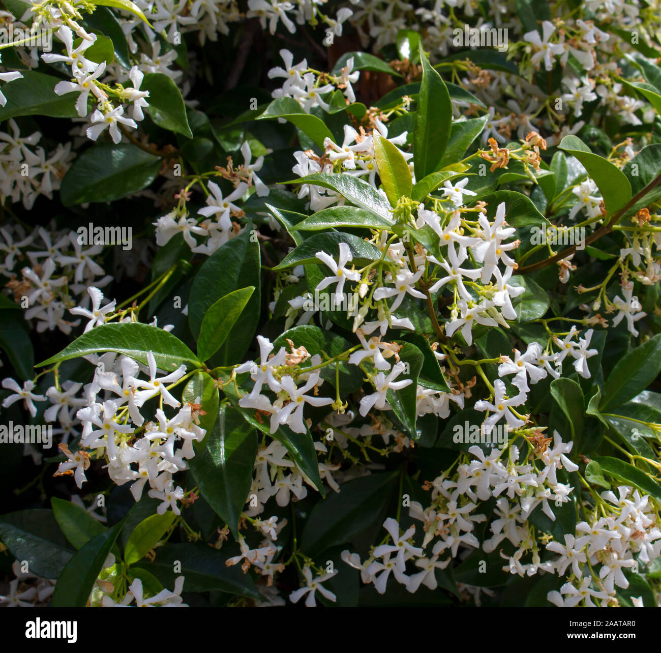 Bianco quattro petalled fragrante evergreen costiera australiana wedding bush ricinocarpus cyanescens in pieno lucida in cluster fiorisce in primavera . Foto Stock