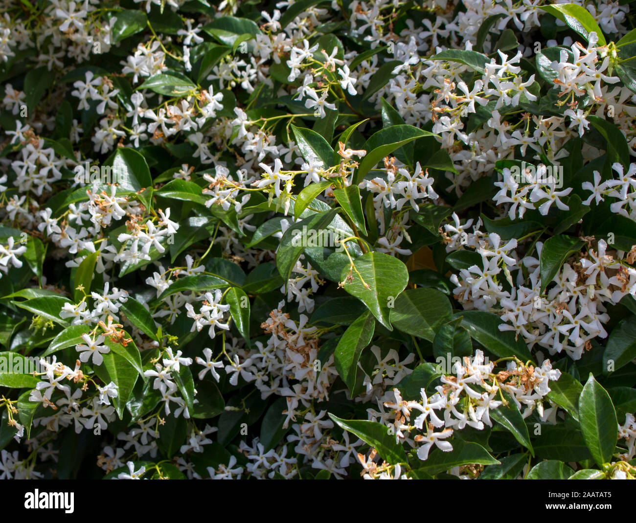 Bianco quattro petalled fragrante evergreen costiera australiana wedding bush ricinocarpus cyanescens in pieno lucida in cluster fiorisce in primavera . Foto Stock