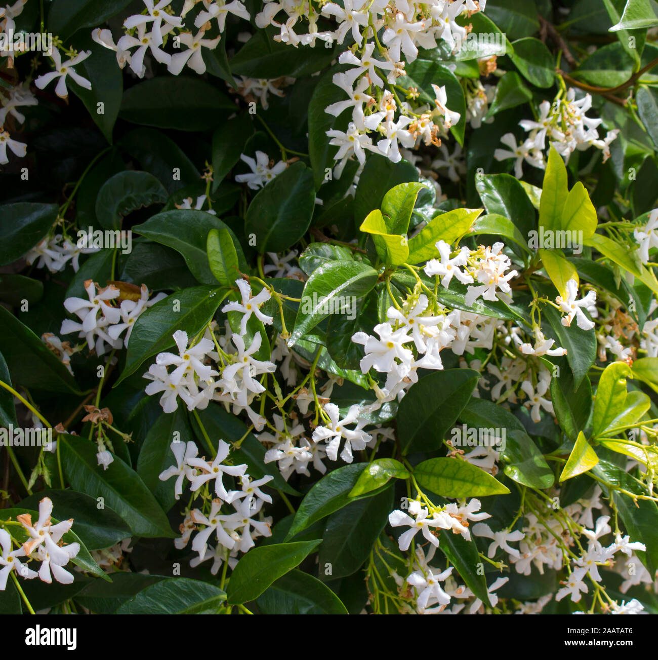 Bianco quattro petalled fragrante evergreen costiera australiana wedding bush ricinocarpus cyanescens in pieno lucida in cluster fiorisce in primavera . Foto Stock