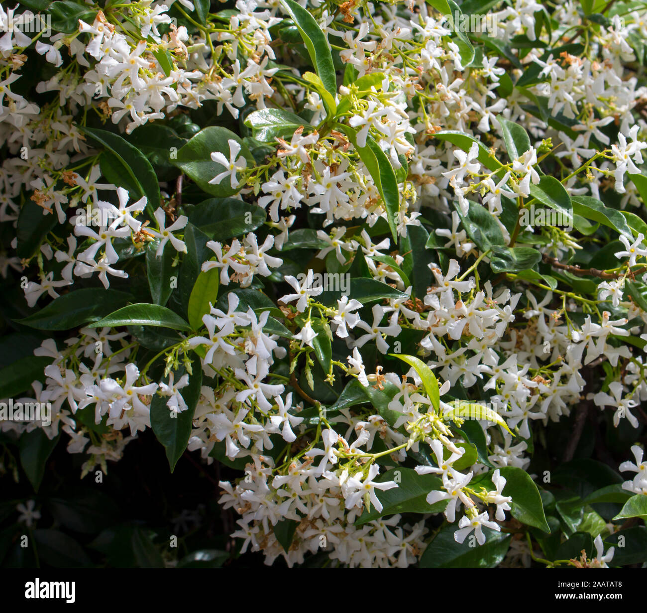 Bianco quattro petalled fragrante evergreen costiera australiana wedding bush ricinocarpus cyanescens in pieno lucida in cluster fiorisce in primavera . Foto Stock