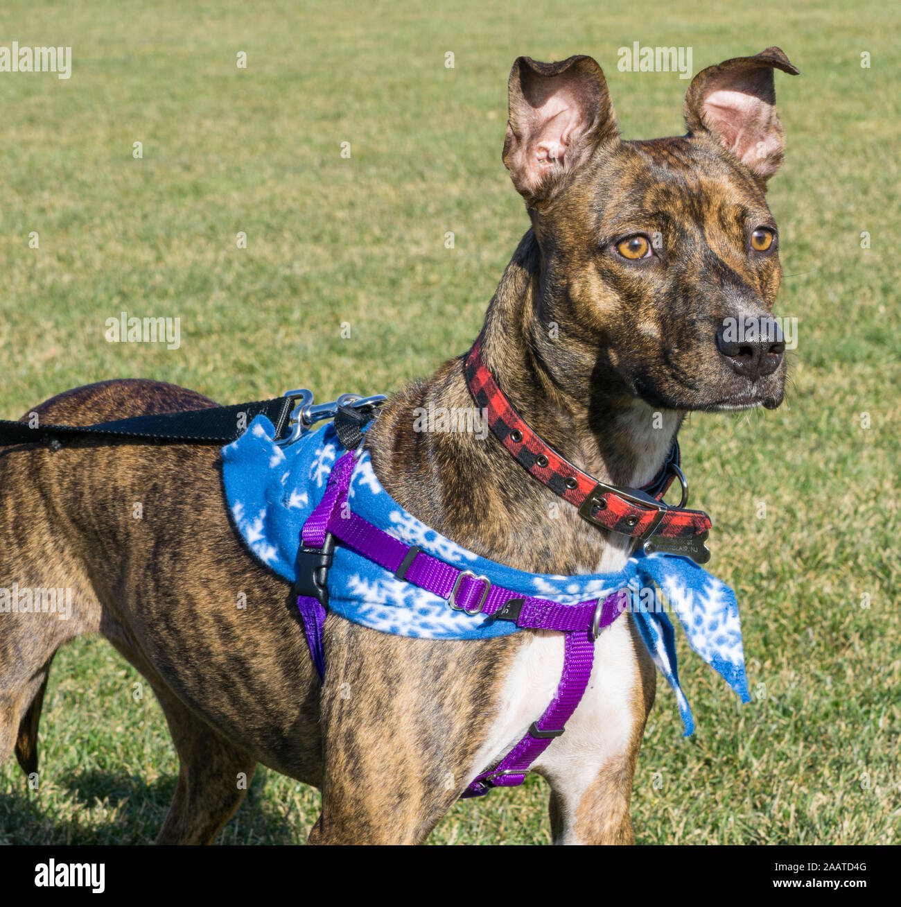 Salvataggio cane trova una nuova casa, pitbull mix, fuori per una passeggiata. Foto Stock