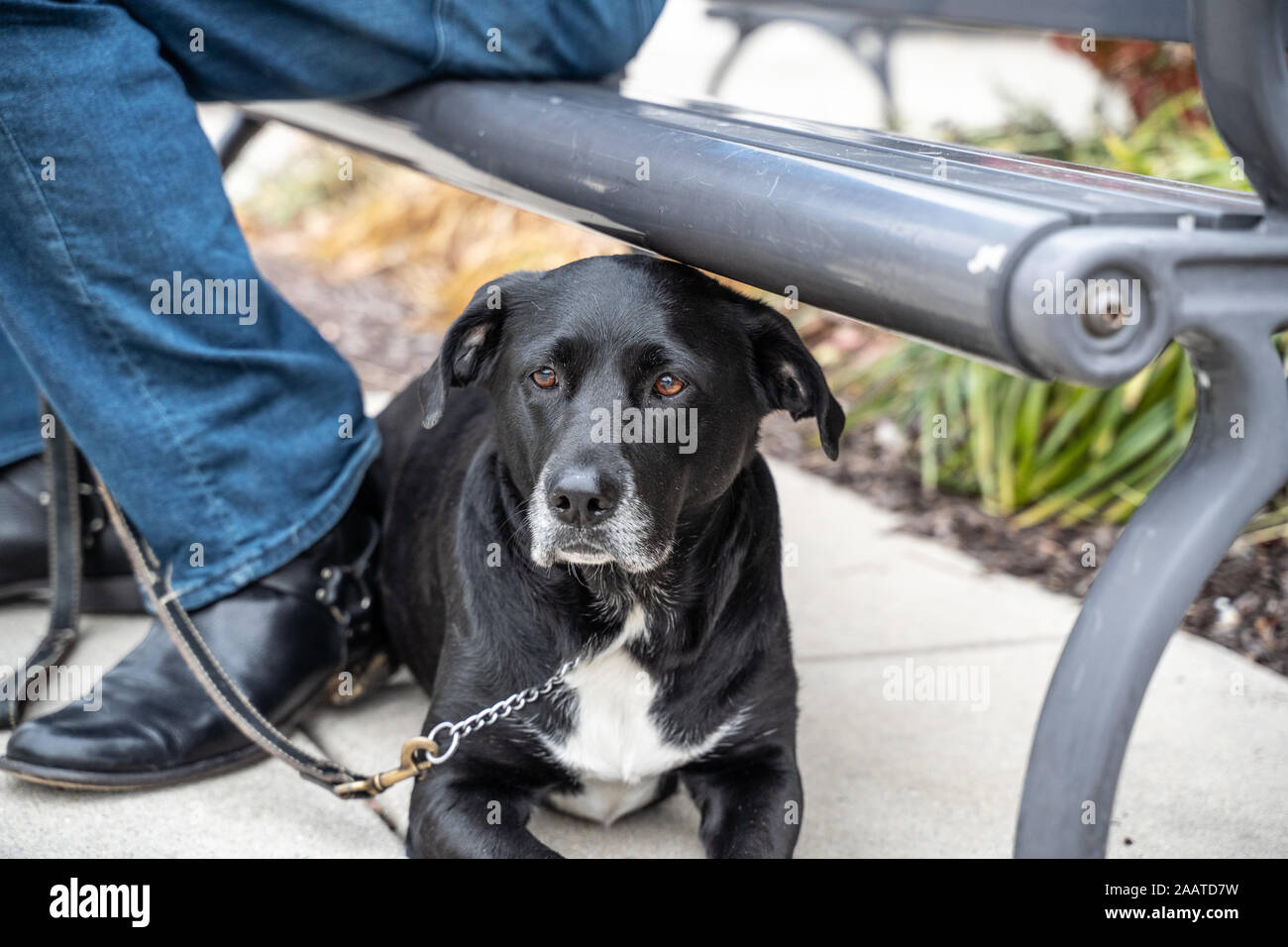 Sweet Lab mix cane si siede da proprietari di piedi. Foto Stock