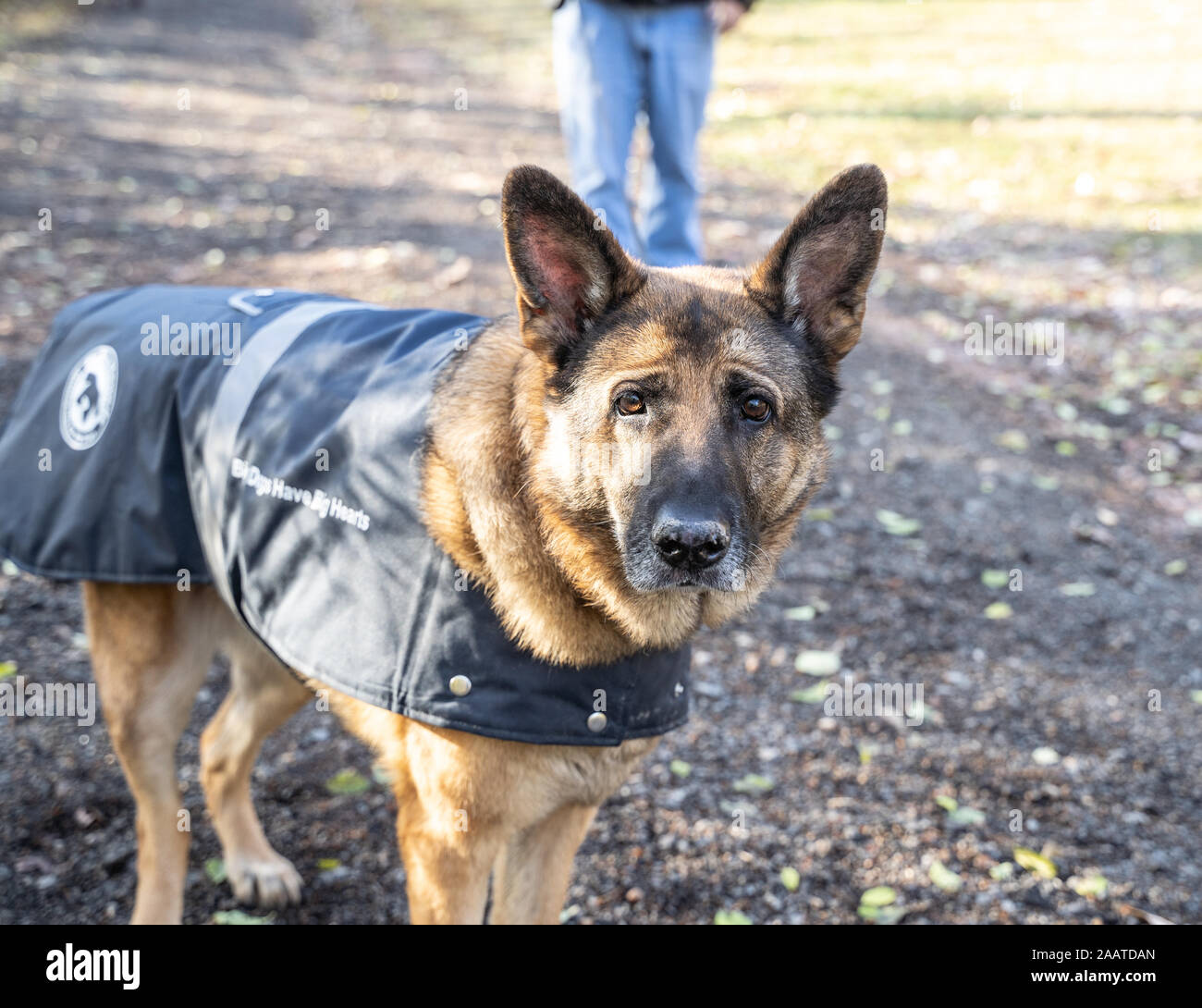 Pastore Tedesco cane, 8 anni, per una passeggiata nel parco. Foto Stock