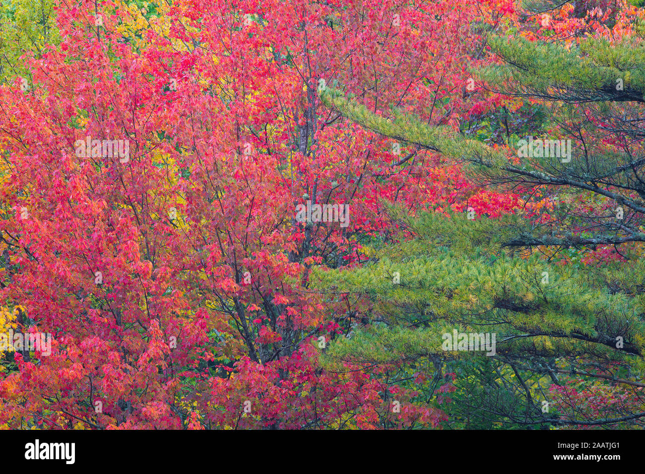 Rosso di pini e di alberi di acero, Eagle Lake, il Parco Nazionale di Acadia, Bar Harbor, Maine Foto Stock