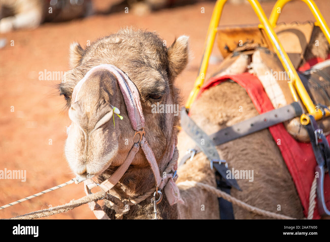 Un primo piano di testa di cammello pronto a prendere i turisti in un giro al tramonto. Yulara, territorio del Nord, Australia Foto Stock