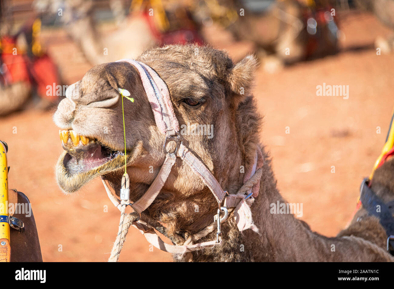 Un cammello arrabbiato apre la sua bocca per mostrare i suoi denti gialli e alito cattivo nel Territorio del Nord, l'Australia Foto Stock