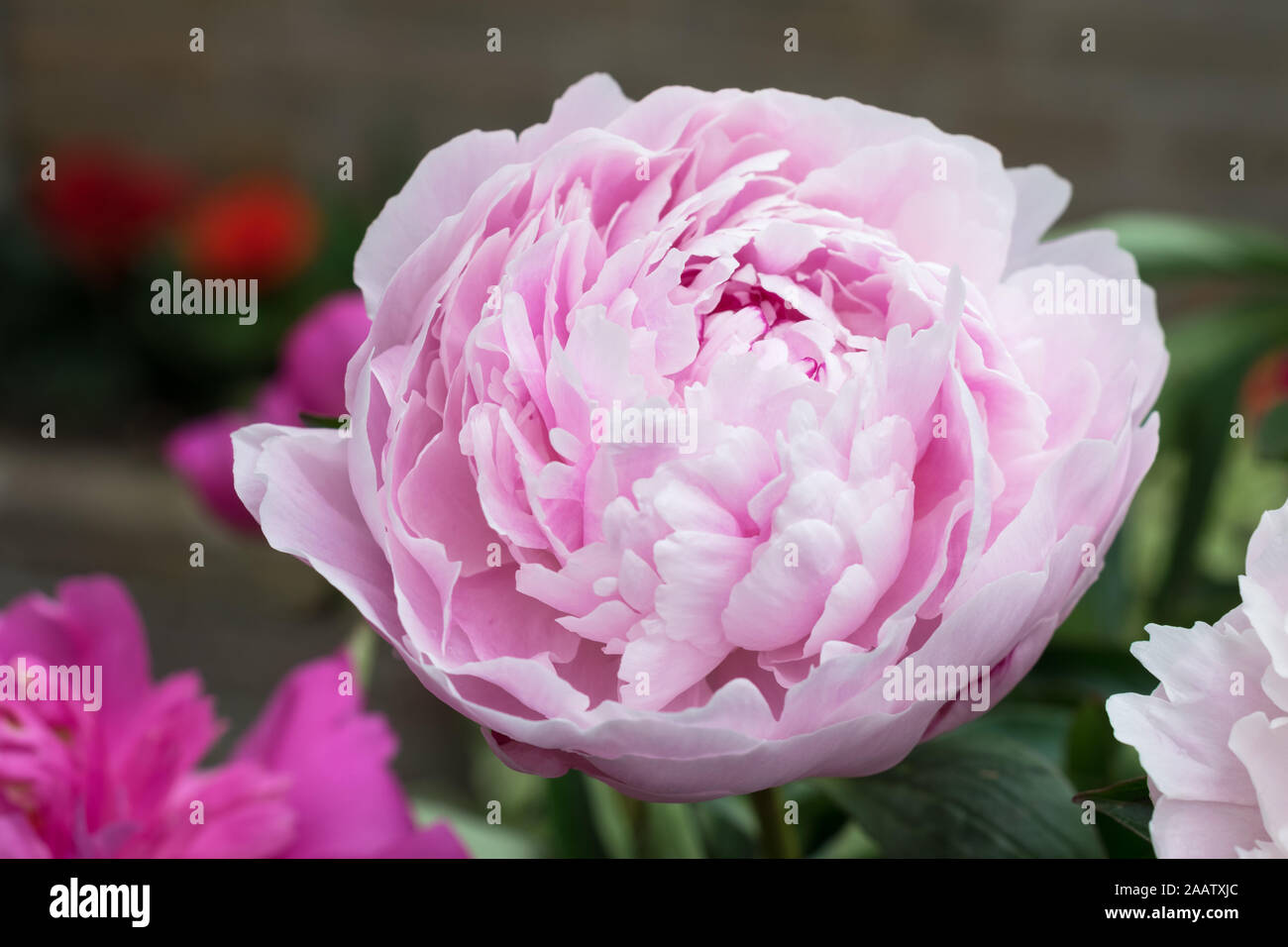 Grandi di colore rosa, fragrante peonia (paeony) di fiori in un giardino urbano Foto Stock