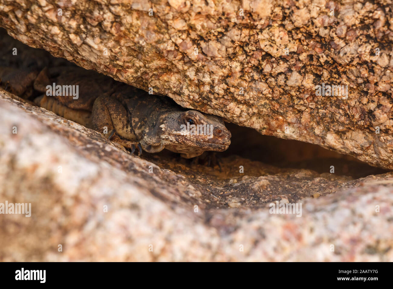 Brown rettile lucertola mimetizzata contro le rocce vicino fino Foto Stock