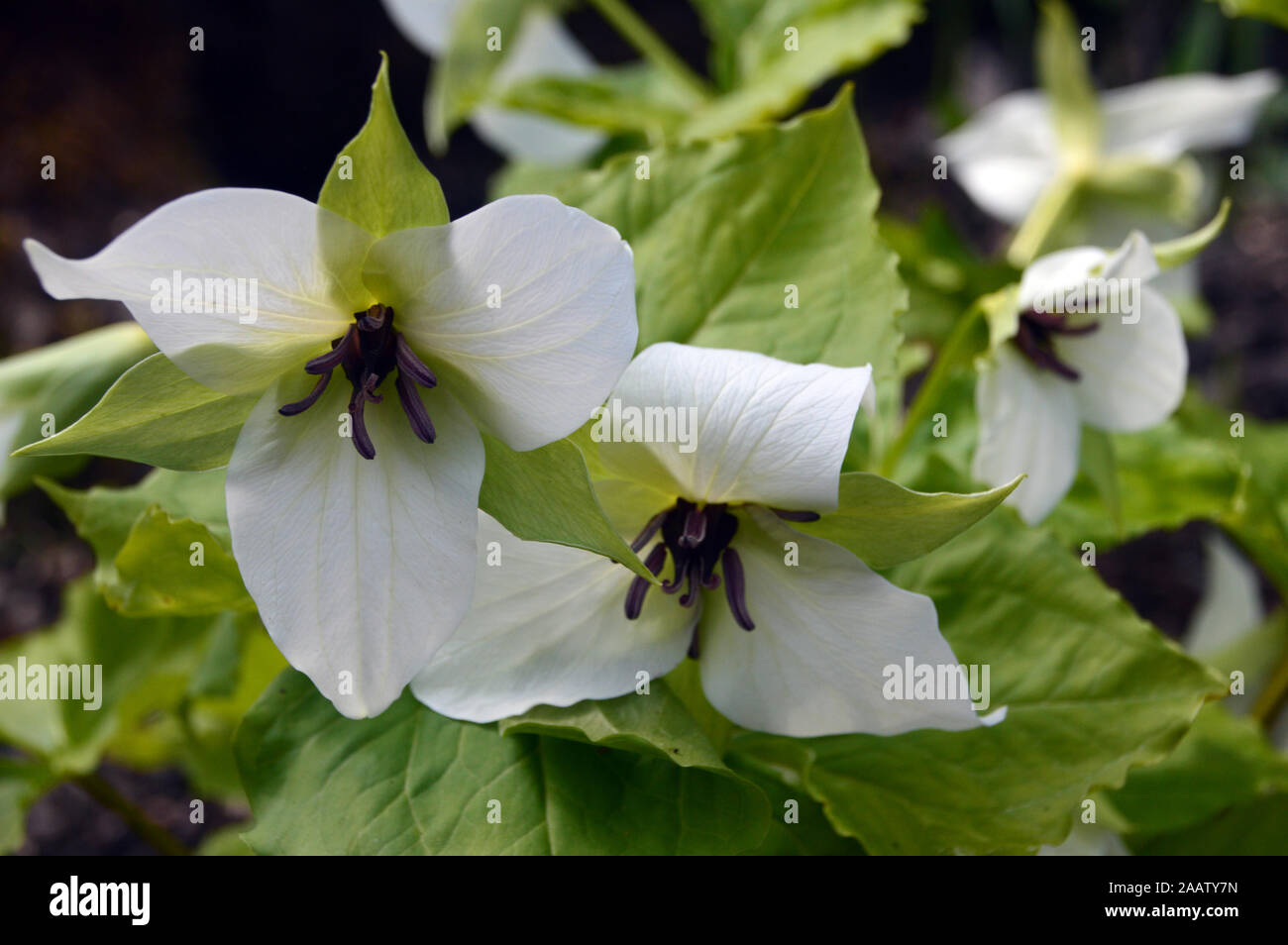 Il White Wake Robin (Trillium sorriso) cresciuto in un confine ad RHS Garden Harlow Carr, Harrogate, Yorkshire. Inghilterra, Regno Unito Foto Stock