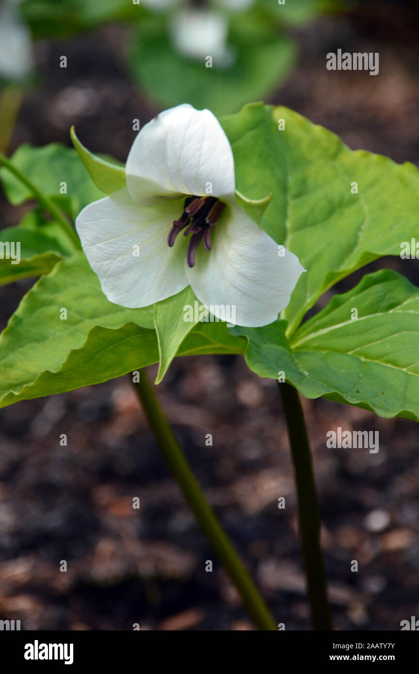 Il White Wake Robin (Trillium sorriso) cresciuto in un confine ad RHS Garden Harlow Carr, Harrogate, Yorkshire. Inghilterra, Regno Unito Foto Stock