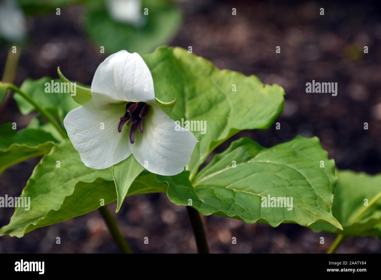 Il White Wake Robin (Trillium sorriso) cresciuto in un confine ad RHS Garden Harlow Carr, Harrogate, Yorkshire. Inghilterra, Regno Unito Foto Stock