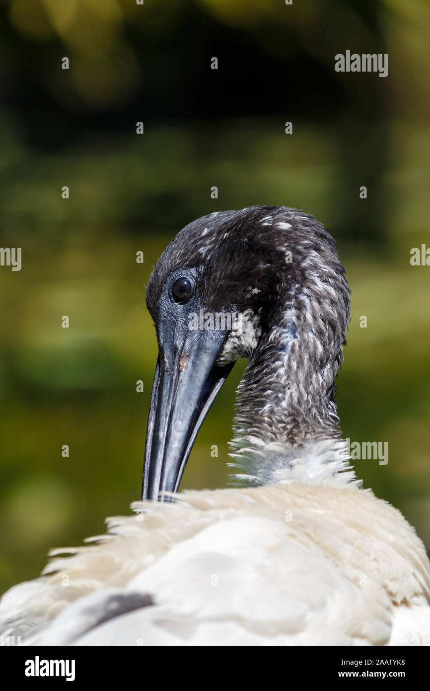 Bianco e nero bianco australiano Ibis vicino il colpo di testa Foto Stock
