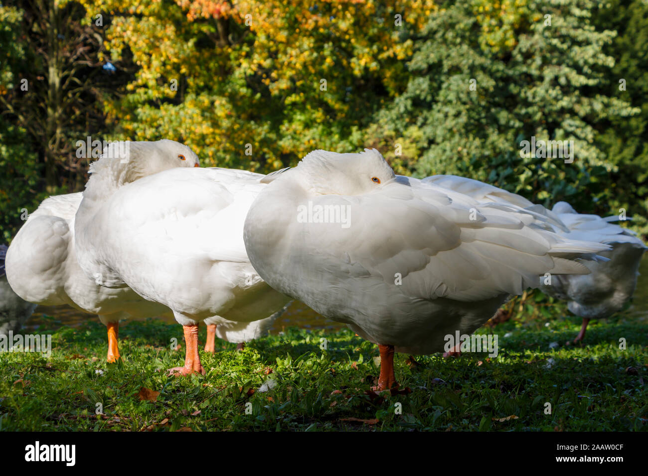 Oche bianco in appoggio mentre si sta in piedi sul prato verde Foto Stock