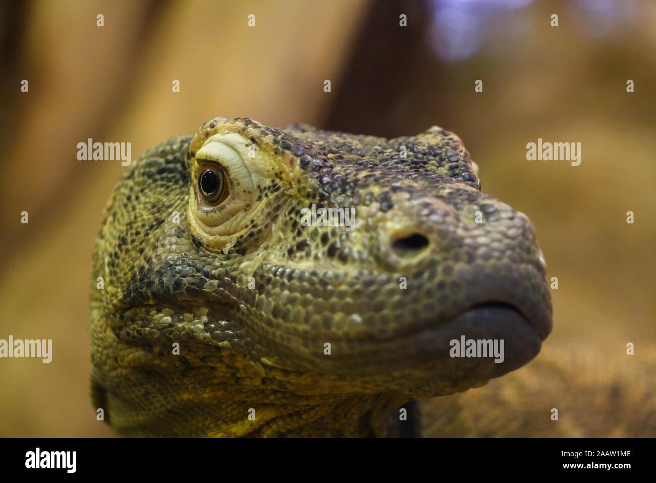 Drago di Komodo rettile gigante Close Up Headshot Foto Stock
