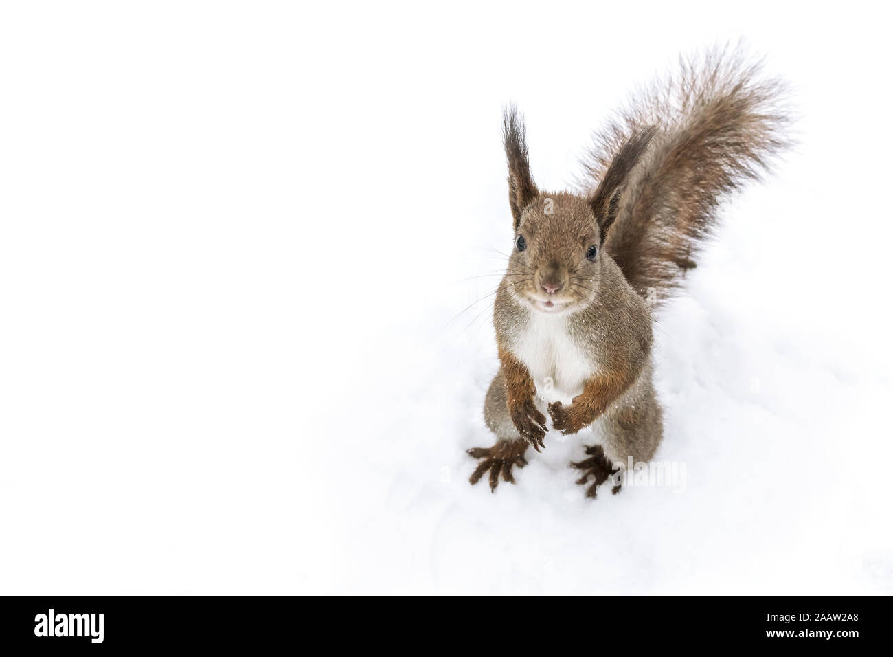 Curioso scoiattolo soffice seduta sul parco innevato massa, primo piano Foto Stock