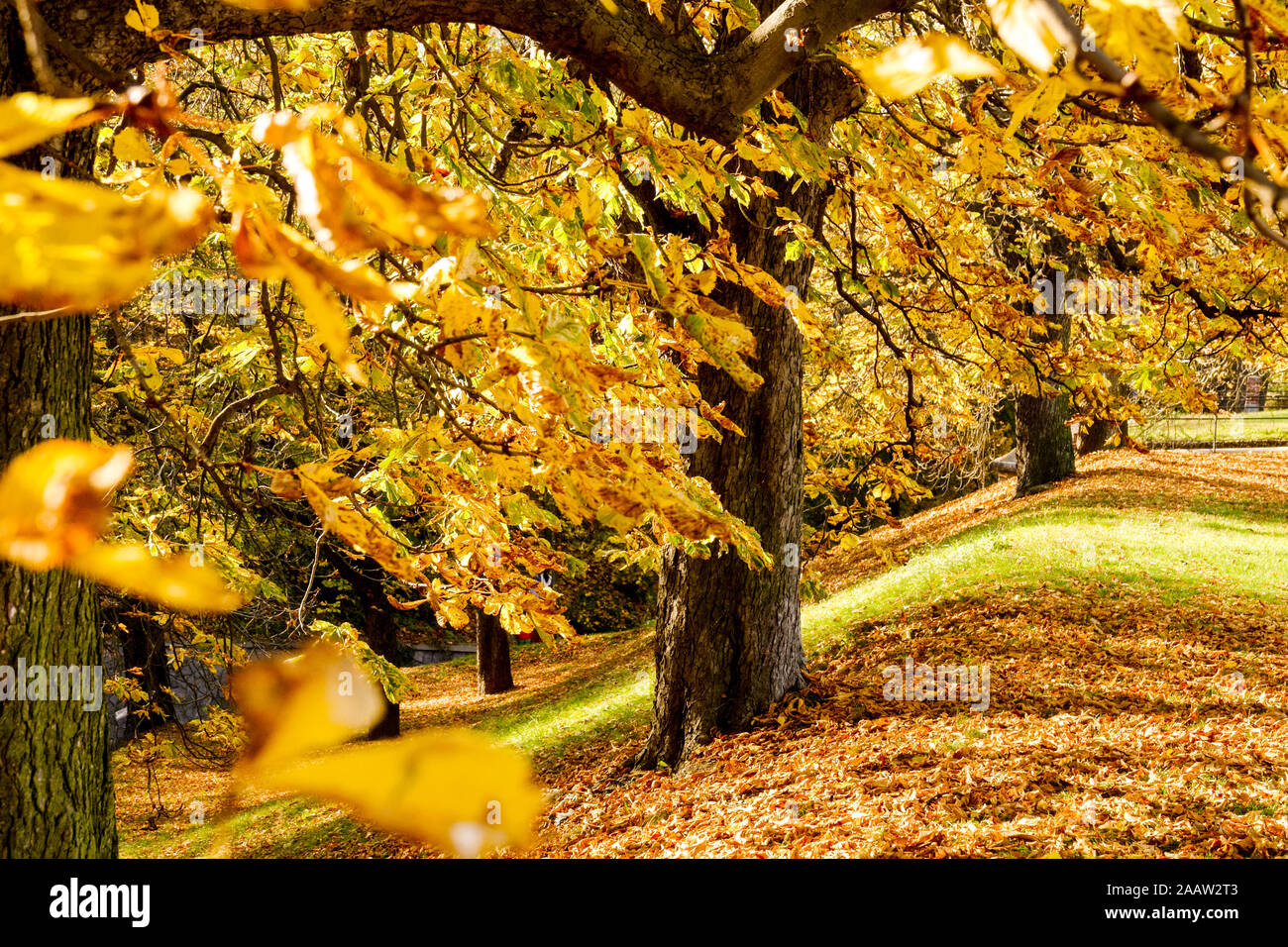 Cavallo castagno autunno nel parco Vysehrad Praga autunno colori albero deciduo Foto Stock