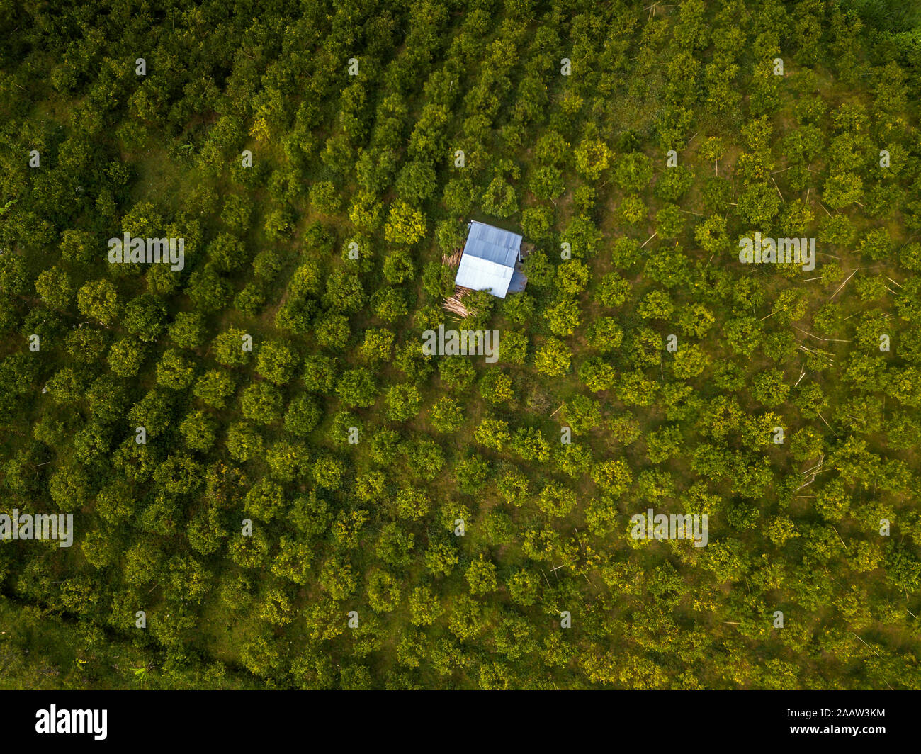 Vista aerea di alberi di arancio che cresce in fattoria, Bali, Indonesia Foto Stock