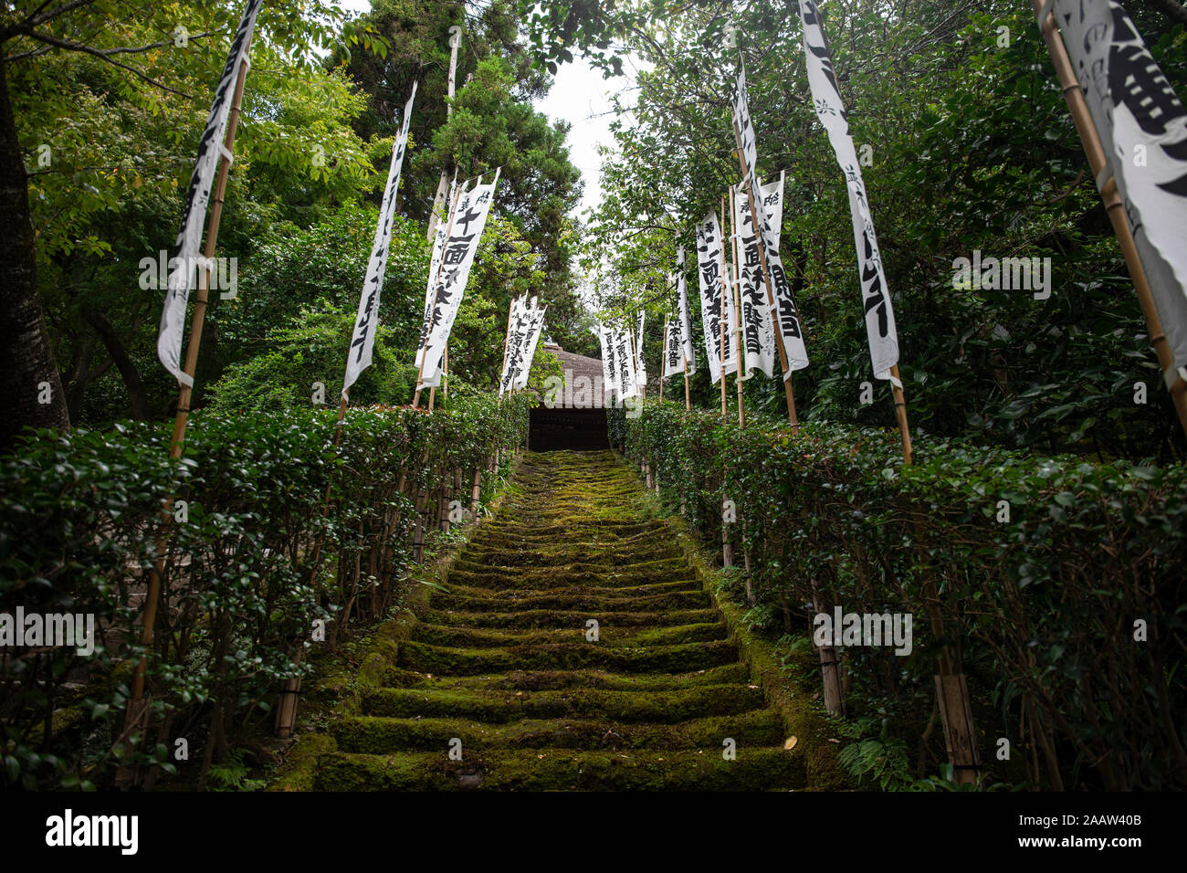 Moss scale per Sugimoto-dera tempio, Tokyo, Giappone Foto Stock