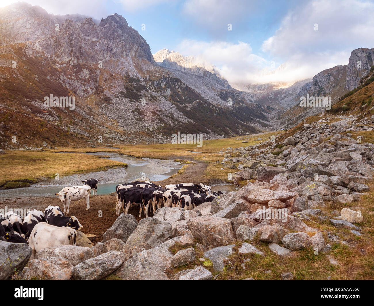 Le mucche al pascolo a parco naturale Adamello, Italia Foto Stock