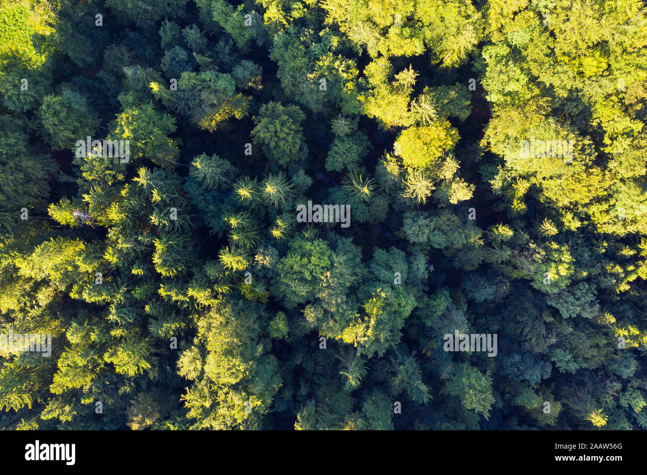 In Germania, in Baviera, Icking, vista aerea di verde foresta di conifere Foto Stock