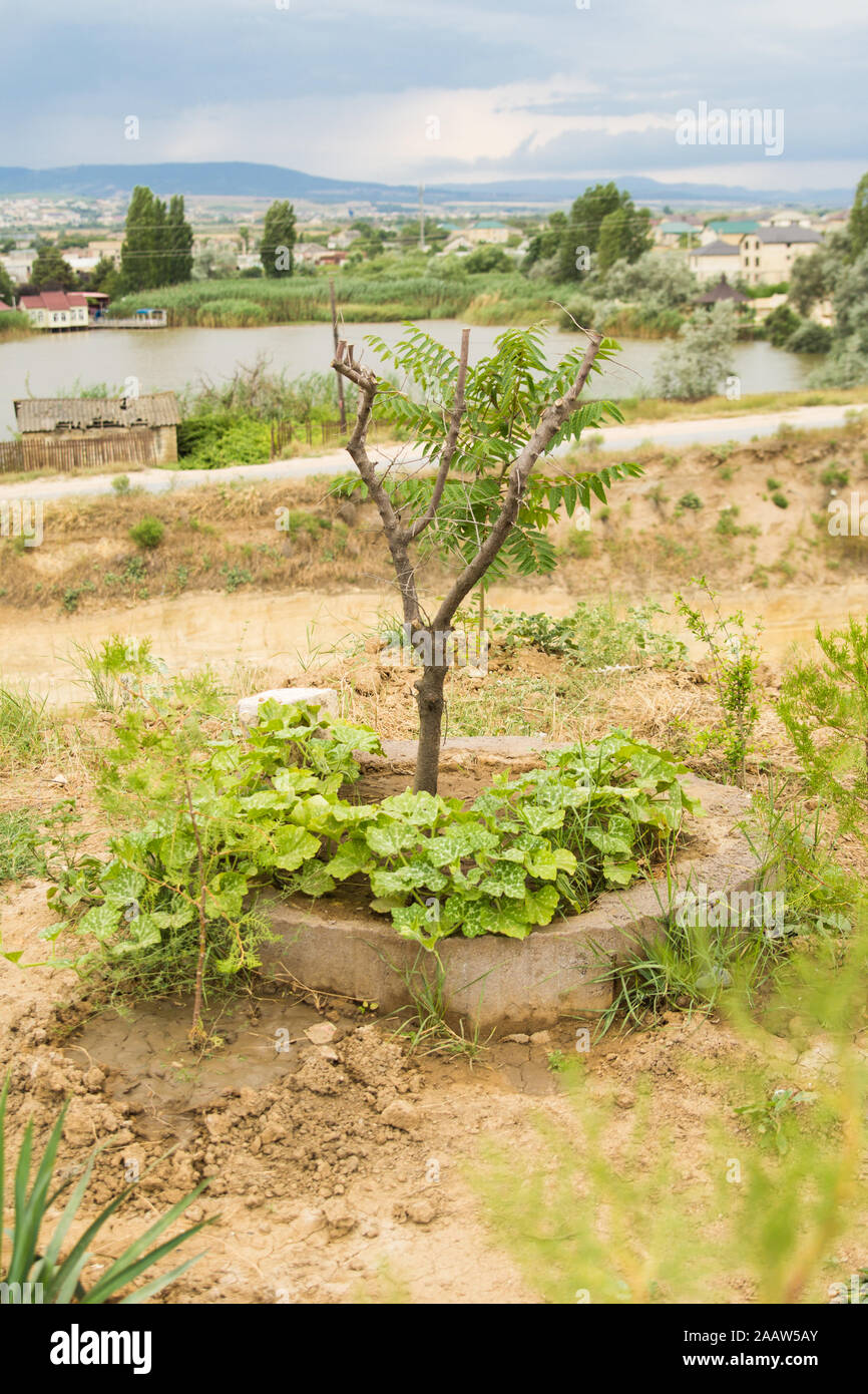 Piantato giovane albero e foglie di uva sul terreno e. lago sullo sfondo Foto Stock