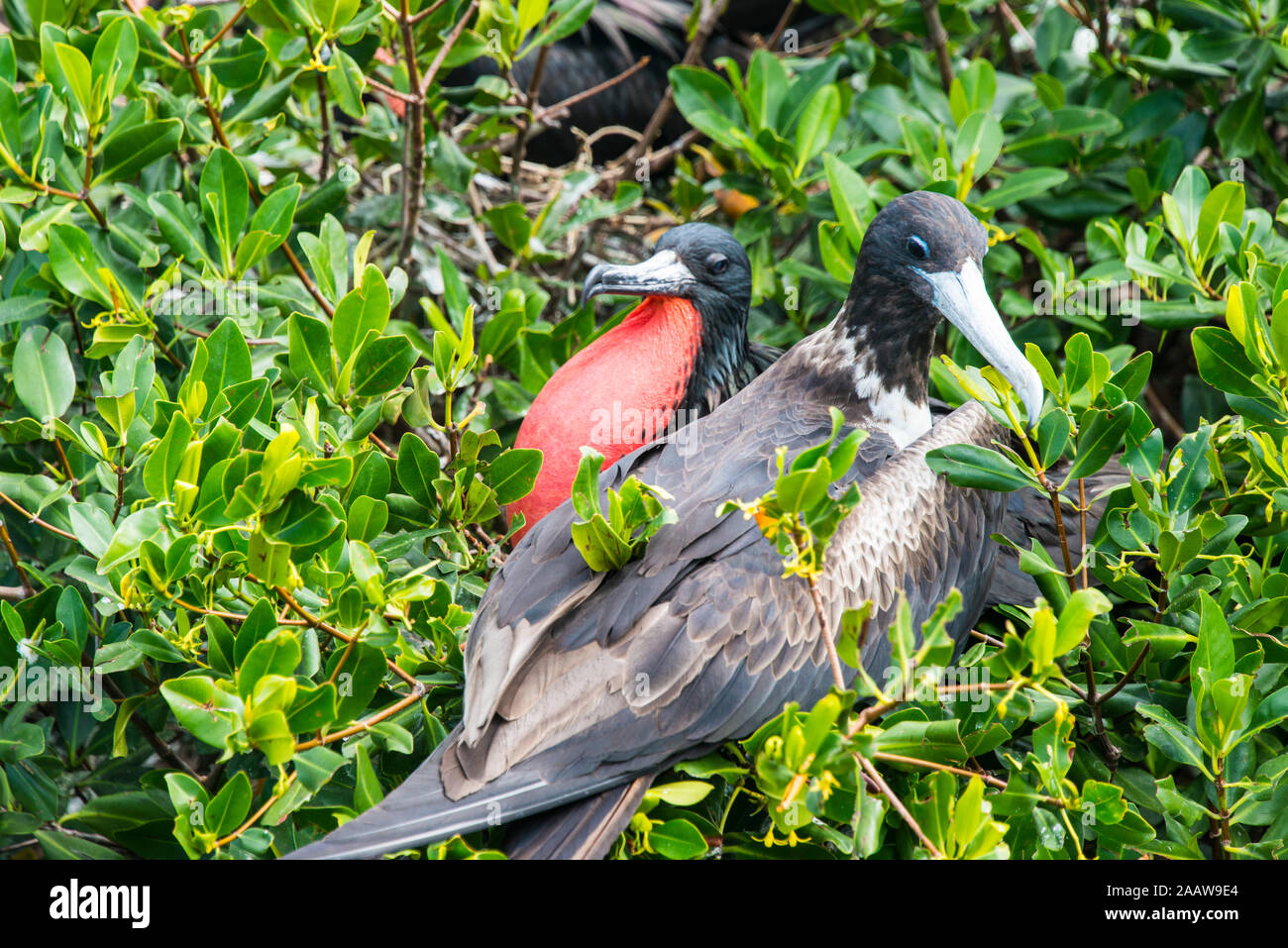 Close-up di fregate appollaiate su albero a Barbuda, dei Caraibi Foto Stock