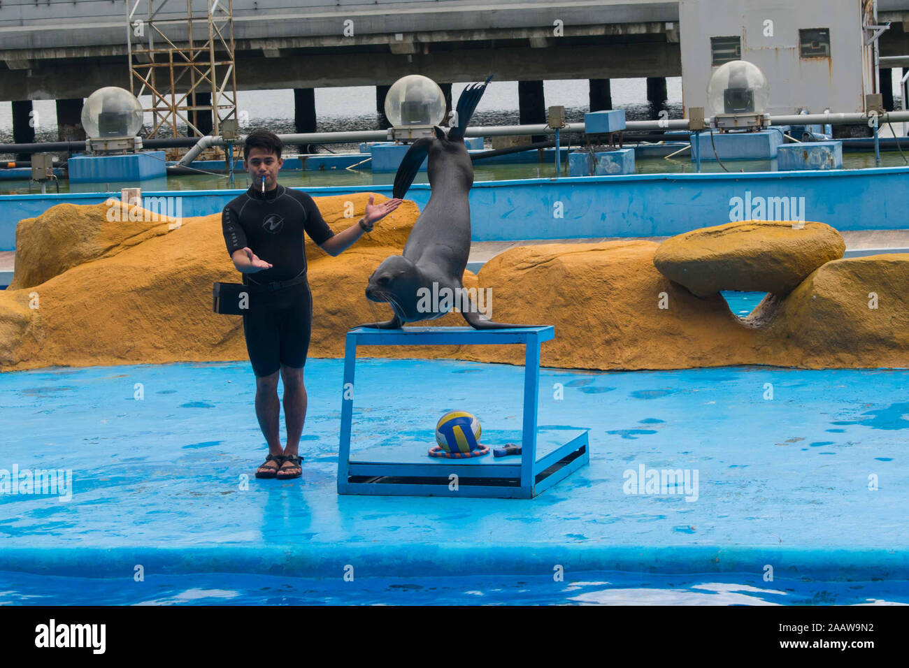 OCT. 26, 2019-Manila Filippine : istruttore sui vestiti di nero che istruisce il leone di mare per il sea lion visualizza all'interno di Manila Ocean Park. Foto Stock