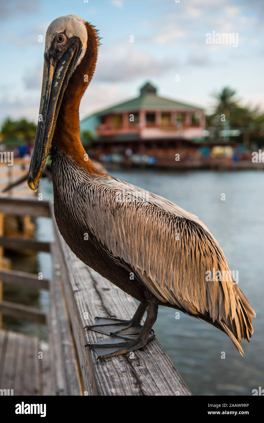 Close-up di pelican appollaiate su parapetto a Ponce porto, Puerto Rico e dei Caraibi Foto Stock