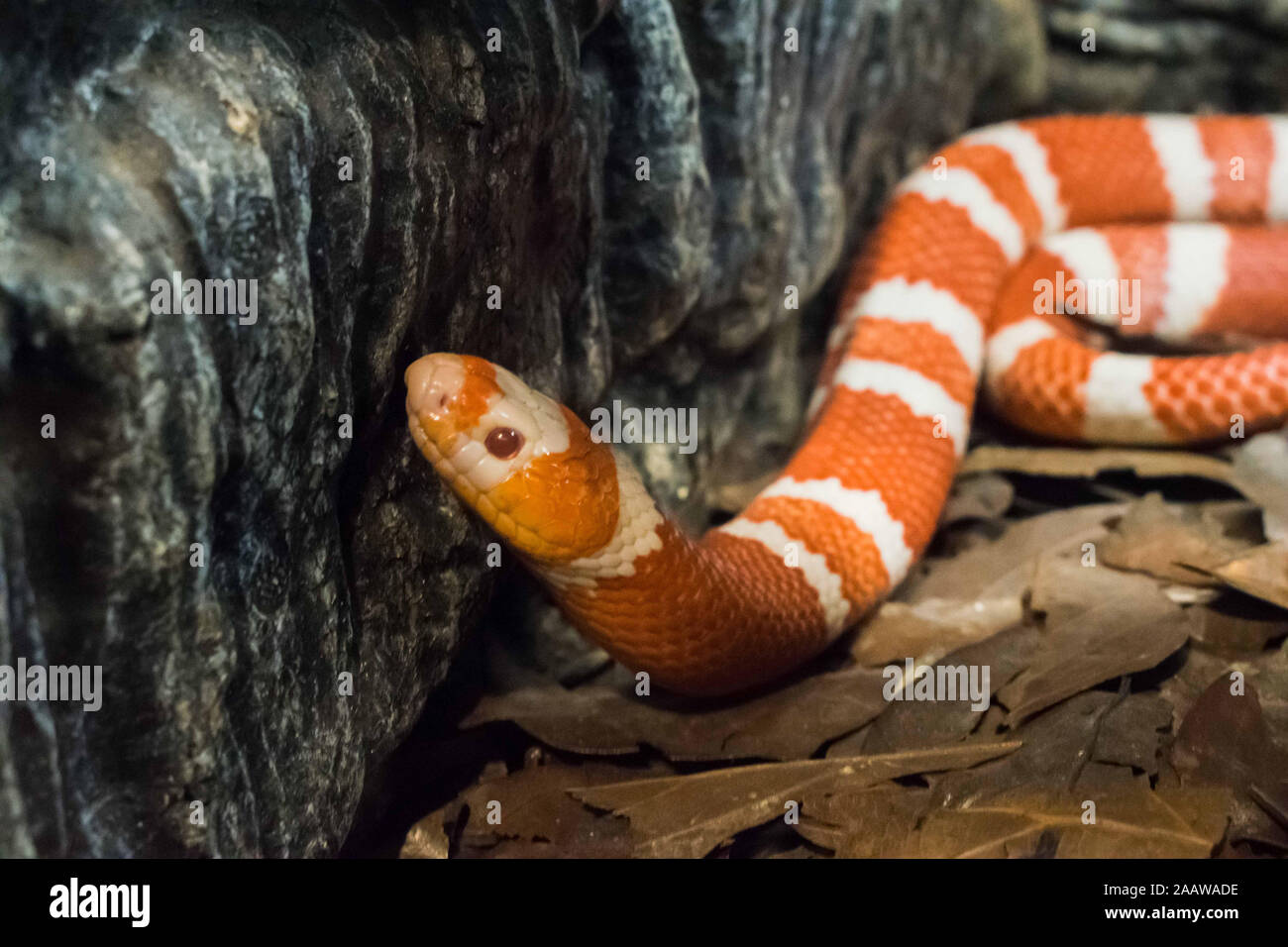 Orange Snake arrampicarsi in un muro di pietra Foto Stock