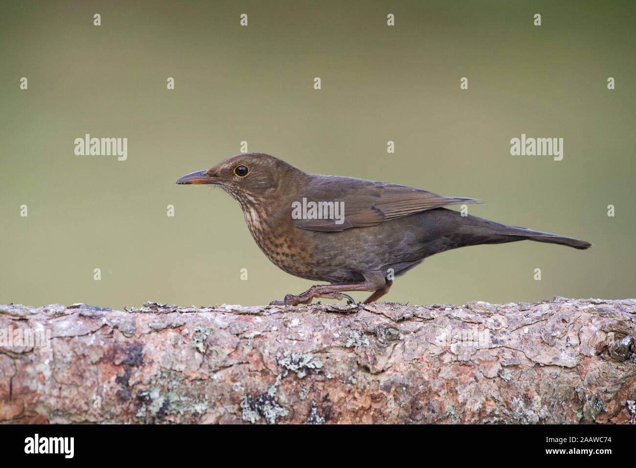 Close-up di blackbird appollaiate sul tronco di albero Foto Stock